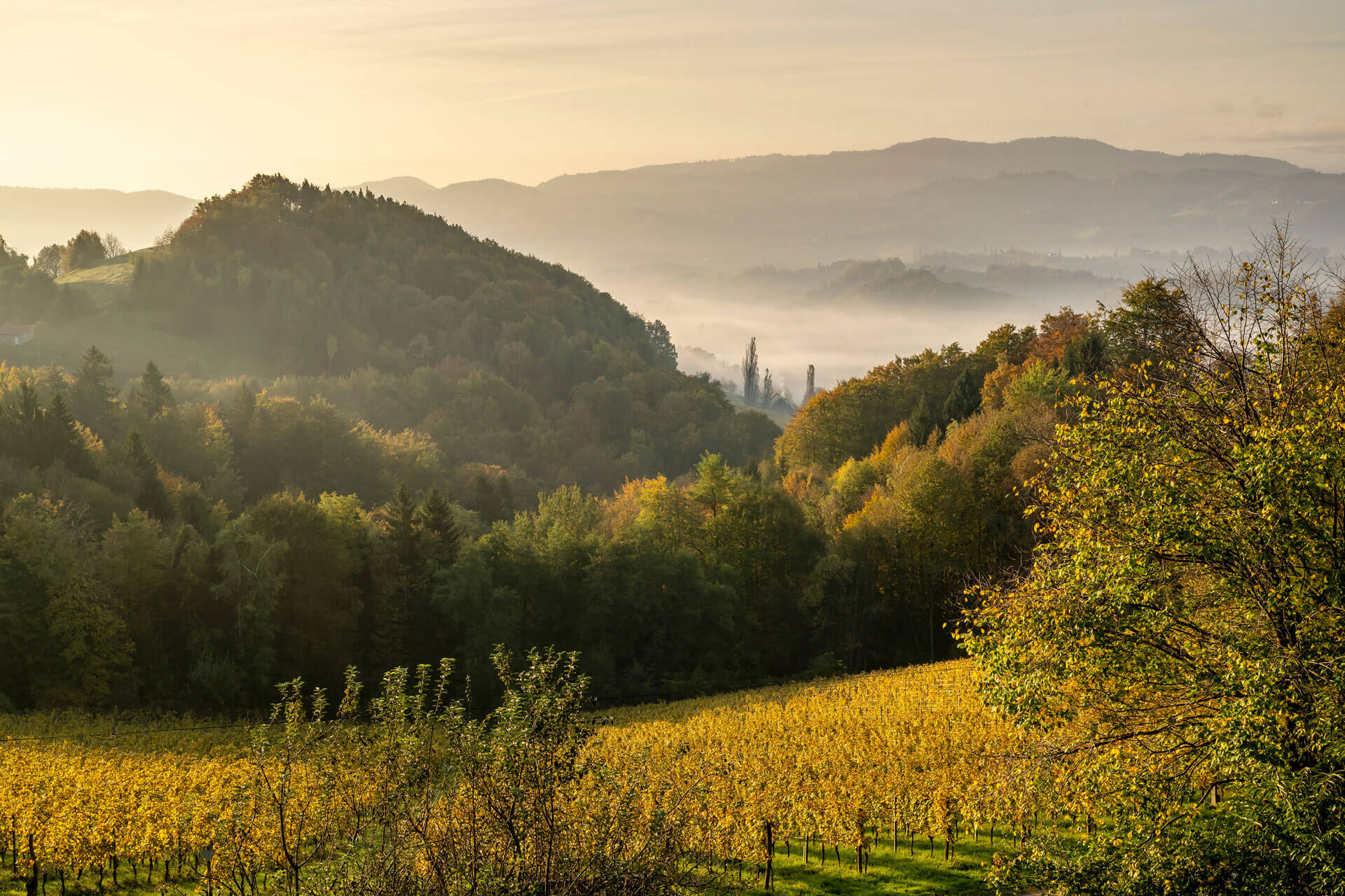 huegellandschaft-suedsteiermark-wurzenberg-morgenstimmung