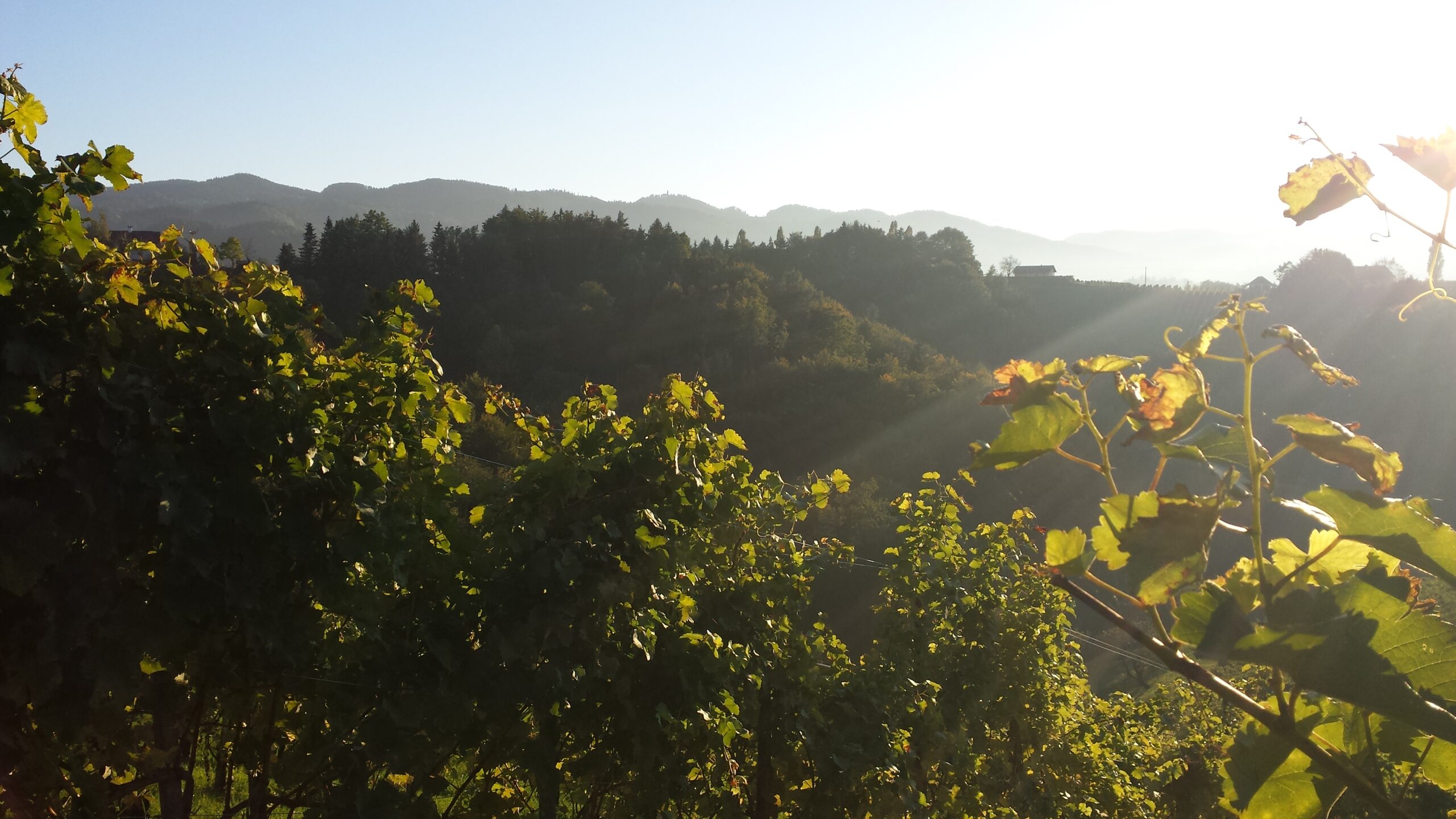 Weinberge in der Südsteiermark mit Blick über Hügel und Landschaft nahe dem Wurzenberg.