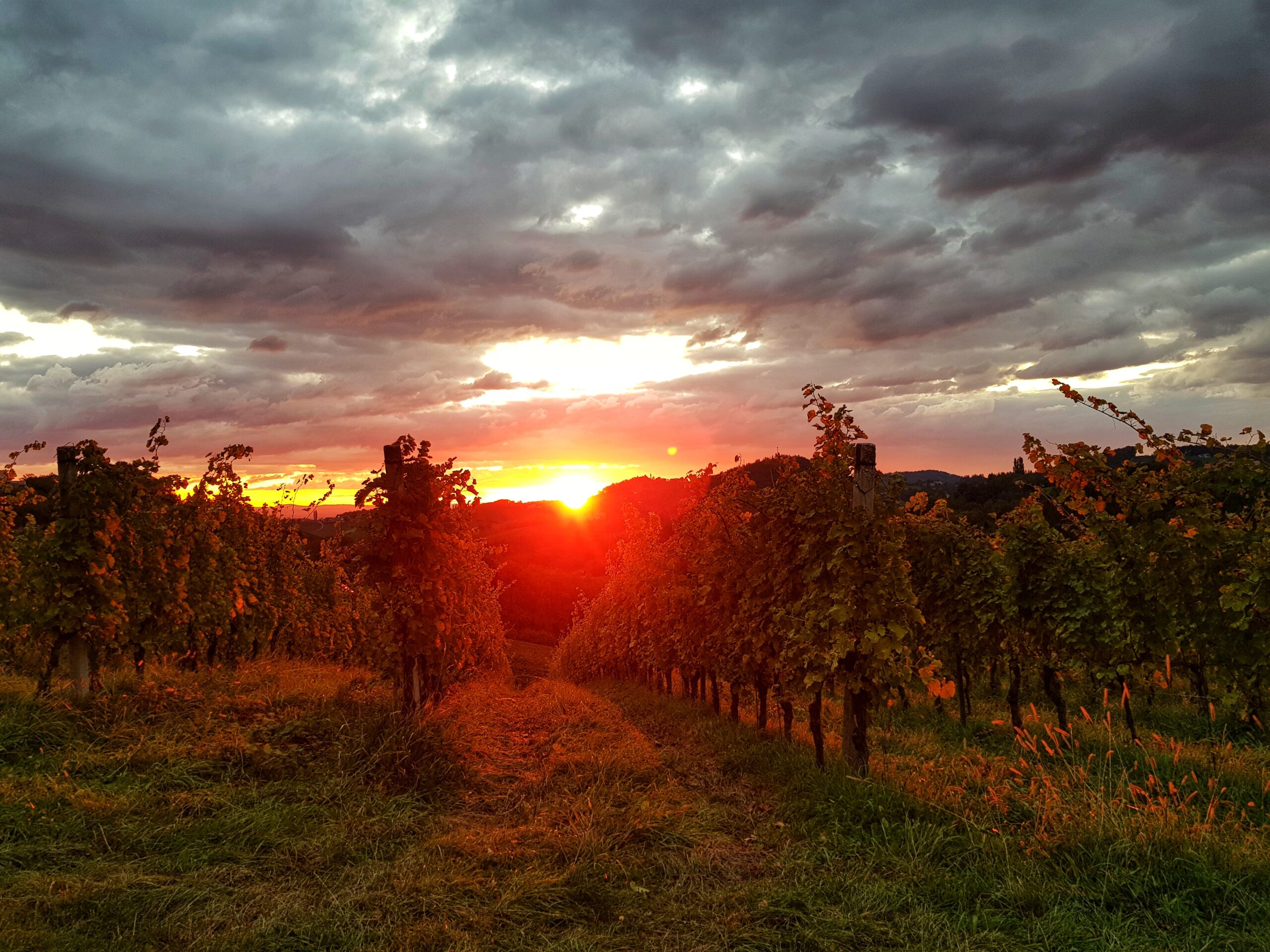Sonnenuntergang in den Weinbergen der Südsteiermark nahe dem Wurzenberg.