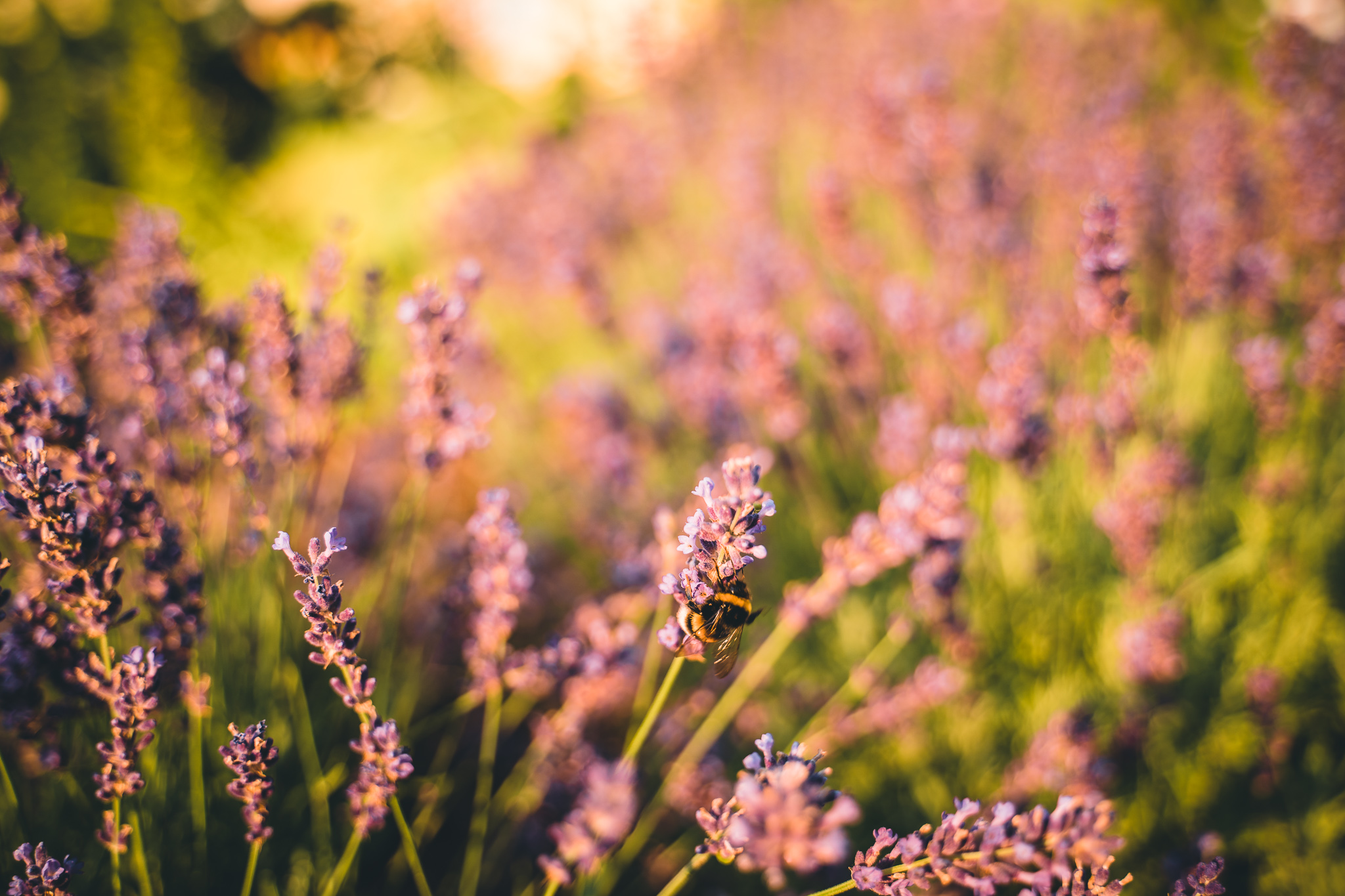 Lavendel in ruhiger Natur am Wurzenberg in der Südsteiermark.