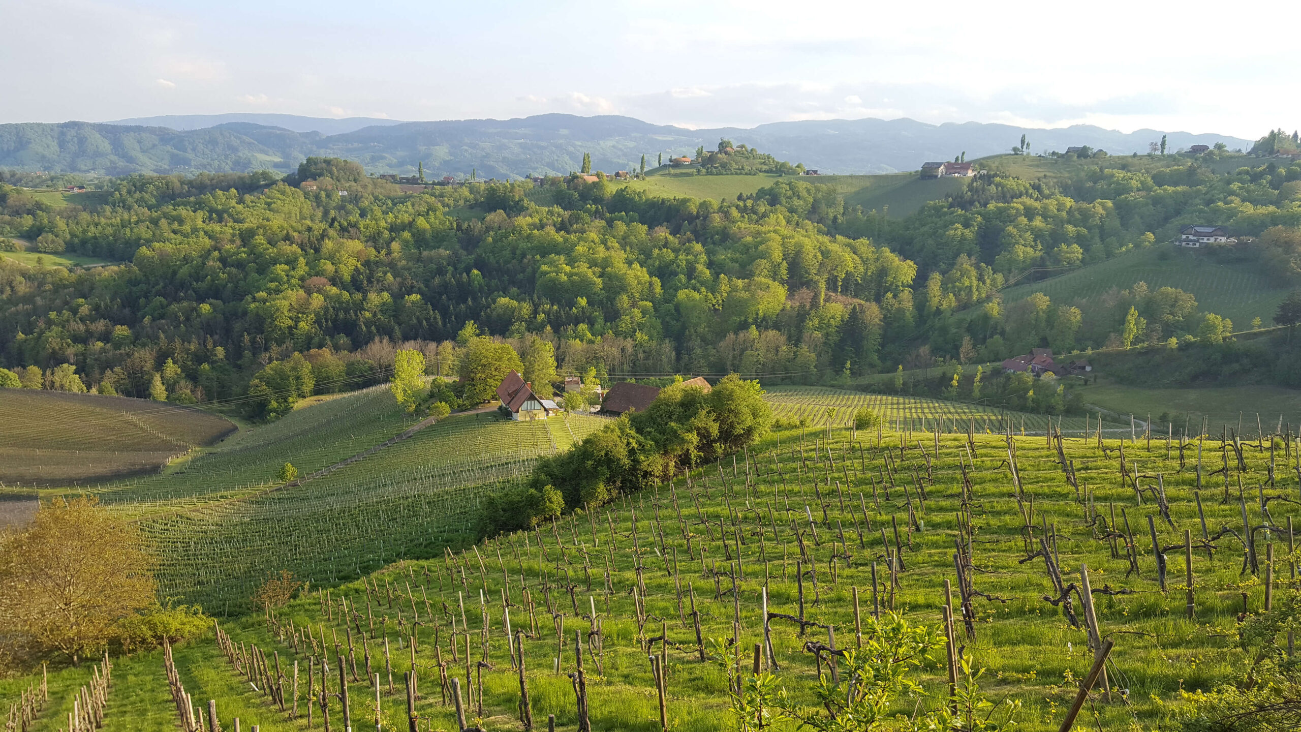 Rolling vineyards and panoramic landscape surrounding Wurzenberg in the South Styrian wine country, Austria
